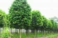 ?？诩爸苓叺貐^(qū)植物群落示例