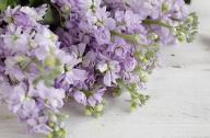 養(yǎng)花：養(yǎng)好紫羅蘭養(yǎng)護(hù)小技巧